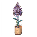 Flor de Madera Lila Rowood 154 Piezas | Rompecabezas 3D Maqueta de Madera